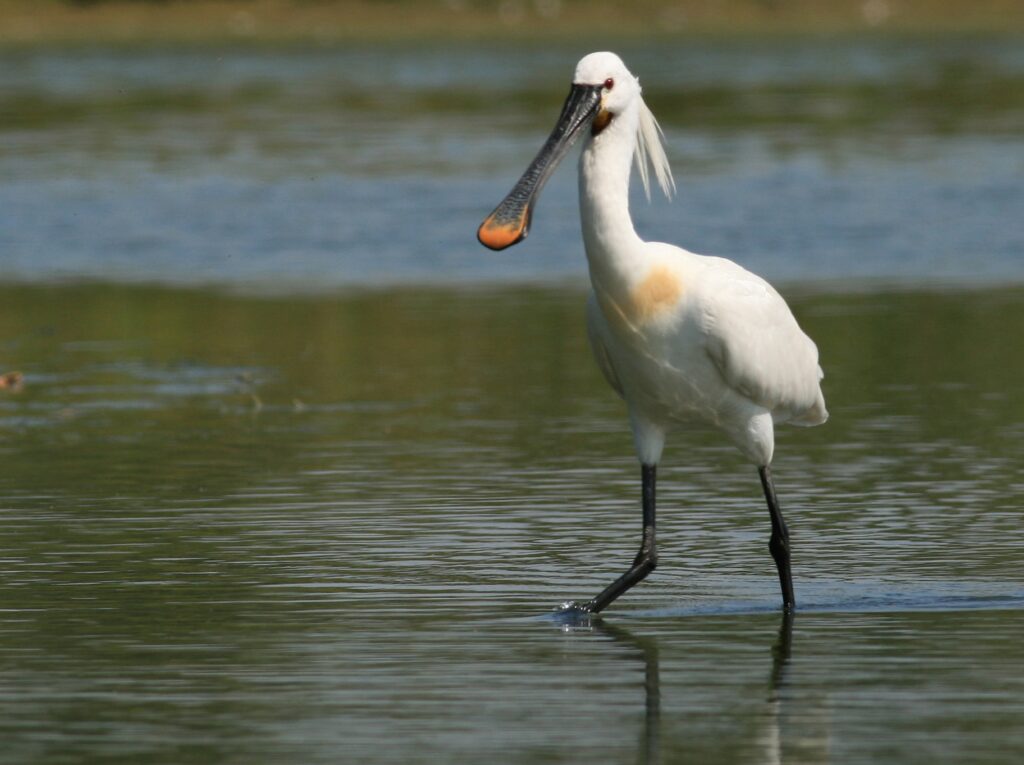 lepelaar vogel oosterschelde