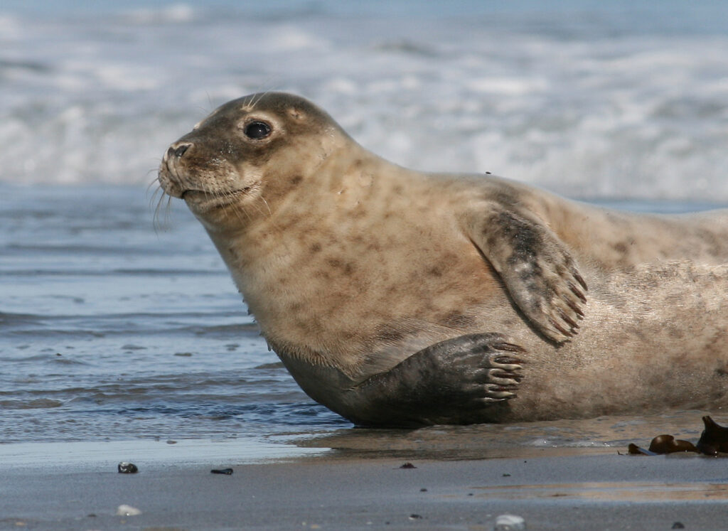 gewone zeehond