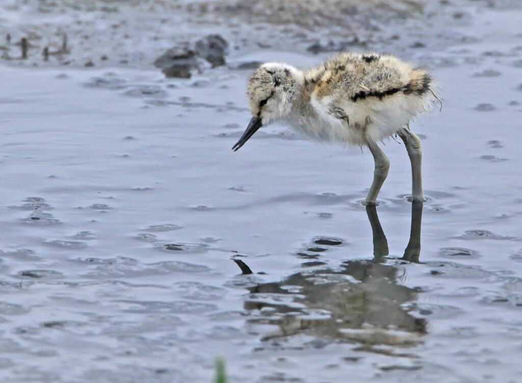 Kluut vogel oosterschelde