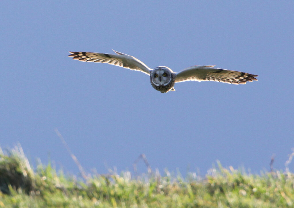 Velduil vogel Oosterschelde