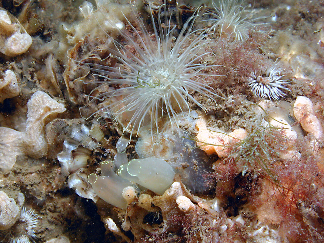 Zakpijpjes En Anemonen