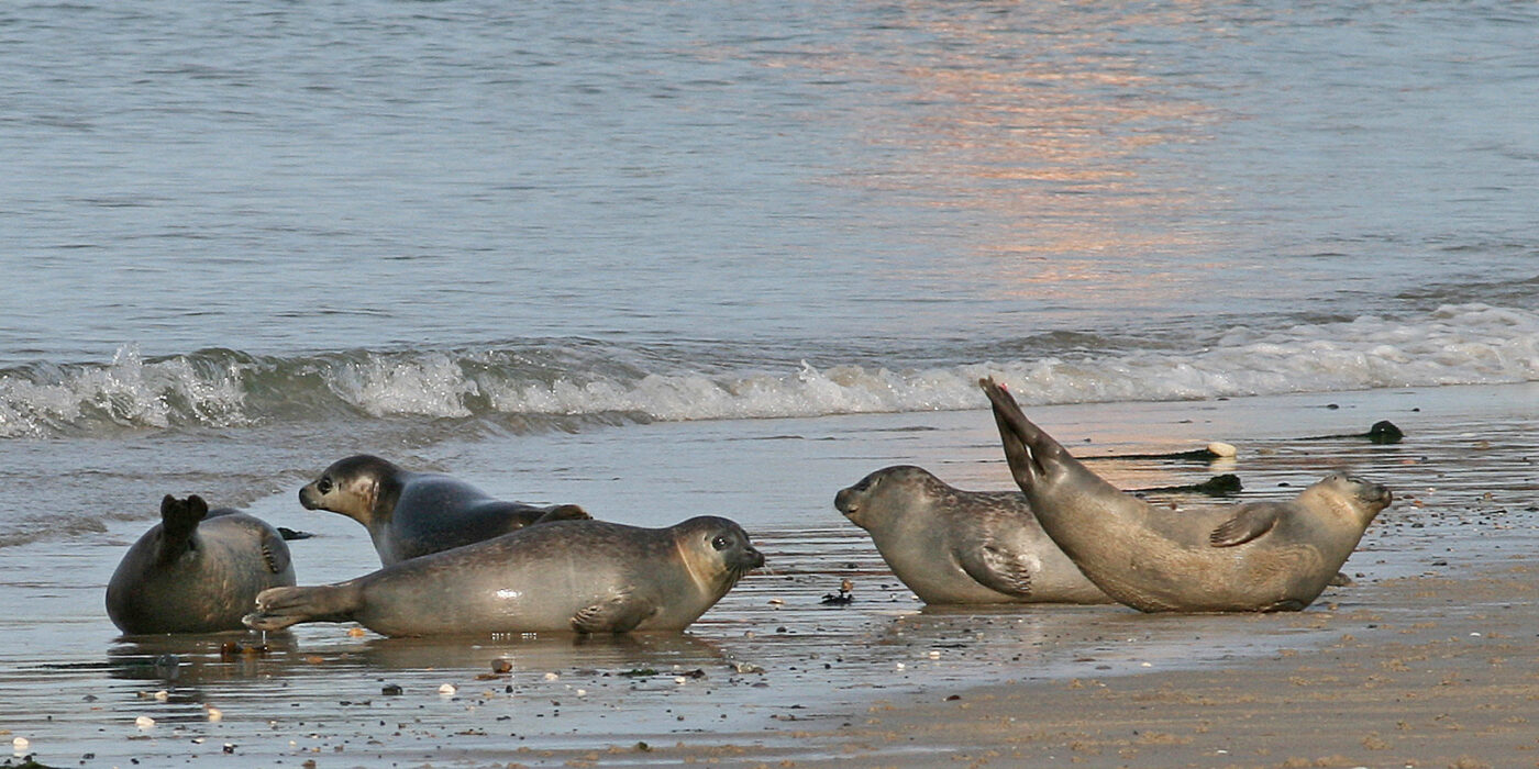 zeehonden op zandplaat