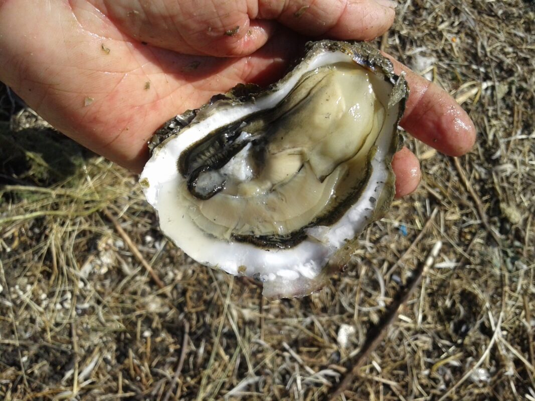 oesters eten oosterschelde