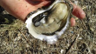 oesters eten oosterschelde