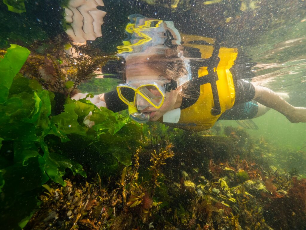 Snorkelen Oosterschelde