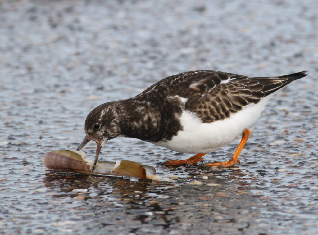 Vogels - Nationaal Park Oosterschelde